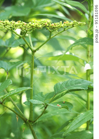 緑の葉に落ちたピンクの小さく可愛いヤブガラシの落ち花 95181096