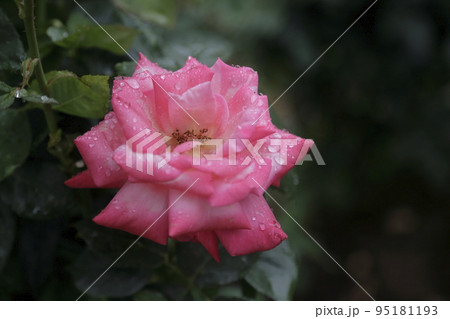 荒尾市 おもやい市民花壇 バラの花、 荒尾市 おもやい市民花壇 バラの花、 95181193