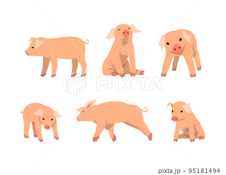 Pinky Pig as Domestic Animal with Long Snout and Hoofed Toes Vector Set Pinky Pig as Domestic Animal with Long Snout and Hoofed Toes Vector Set 95181494
