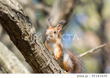 red squirrel on a branch in autumn 95181626