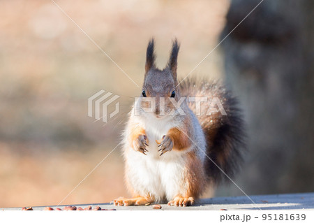 red squirrel on a branch in autumn red squirrel on a branch in autumn 95181639