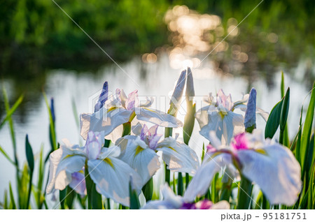 水辺に咲く花菖蒲 95181751
