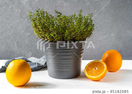 Orange thyme or thymus citriodorus plant in grey vase with sliced oranges on grey background Orange thyme or thymus citriodorus plant in grey vase with sliced oranges on grey background 95182085