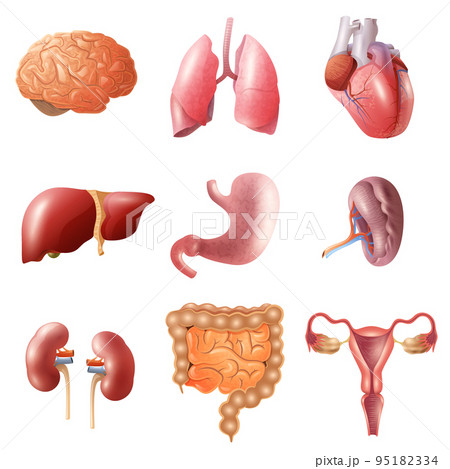 Human Organs Set Human Organs Set 95182334
