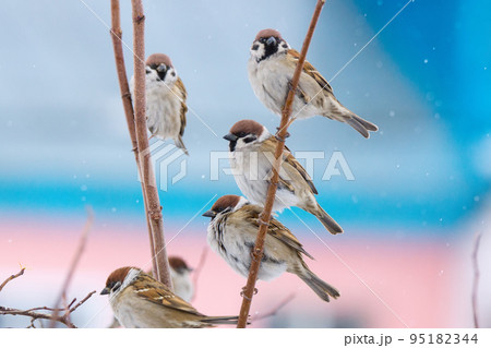 young sparrow on branch 95182344
