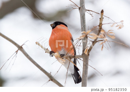 bullfinch on the branch 95182350