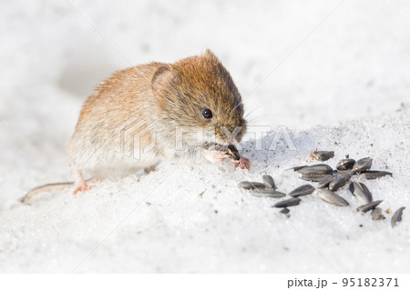 mouse in the snow 95182371