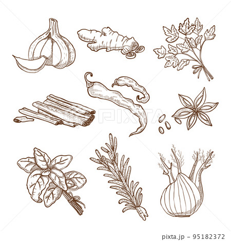 Hand Drawn Herbs And Spices Set 95182372