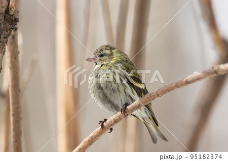 siskin in the snow 95182374
