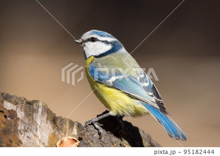 tit on a branch tit on a branch 95182444