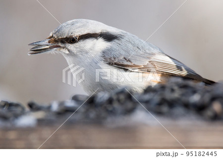nuthatch on the branch nuthatch on the branch 95182445
