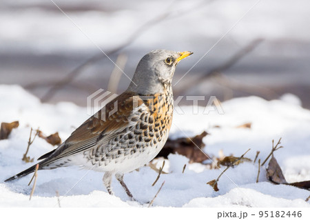 snowbird in the snow 95182446