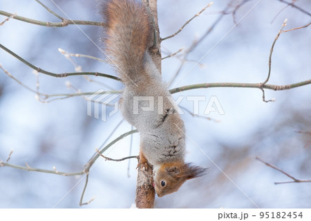 squirrel on a tree 95182454