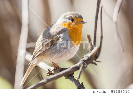 robin on a branch 95182516
