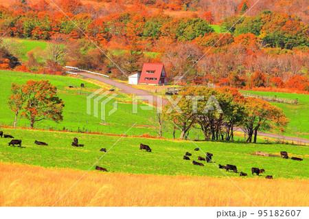 高原の紅葉と長閑な牧場の風景 95182607