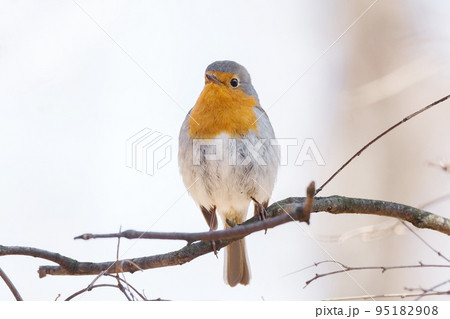 robin on a branch 95182908