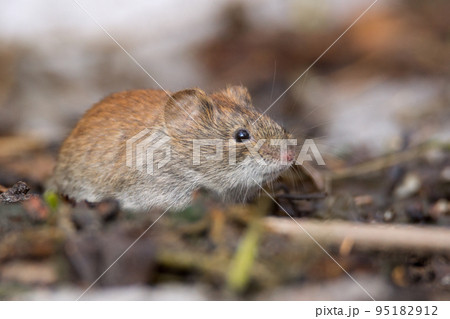 mouse in the snow 95182912