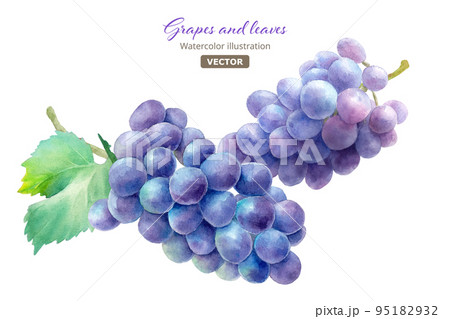 2つの葉付き紫葡萄。水彩イラスト。巨峰。（ベクター） 95182932