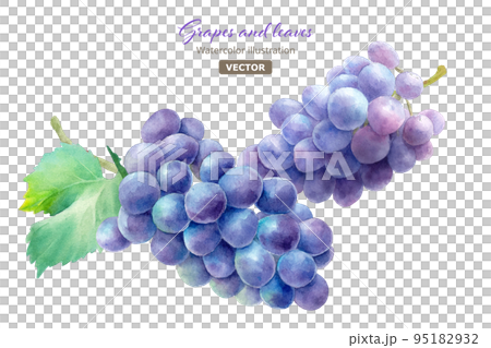 有兩片葉子的紫色葡萄。水彩插圖。巨峰。 （向量） 95182932