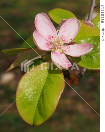 カリンの花、花梨 95183114