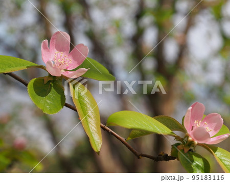 カリンの花、花梨 95183116