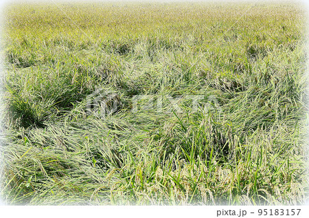 台風が通過した後の田んぼで倒伏している稲と倒伏していない稲が混在している光景（イラスト風） 95183157