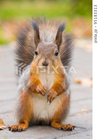 squirrel on a tree 95183313