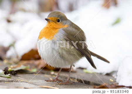 robin on a branch robin on a branch 95183340