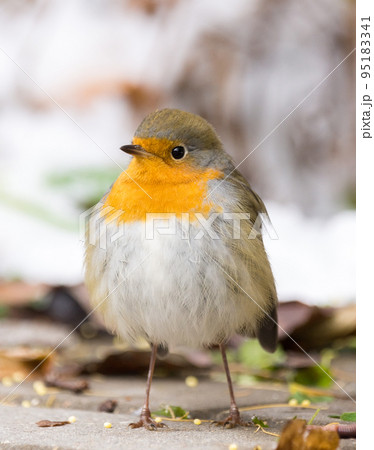 robin on a branch robin on a branch 95183341
