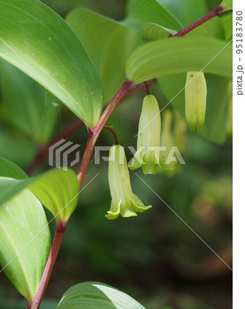 アマドコロの花 アマドコロの花 95183780
