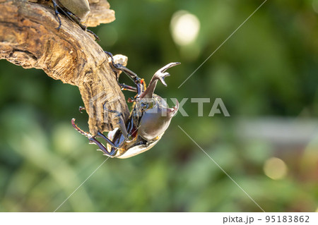 枝にとまるカブトムシの雄 95183862