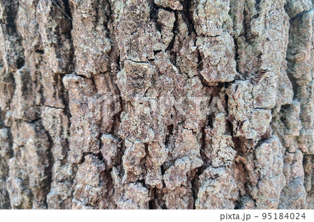 View of pine bark, wood texture in the forest. 95184024