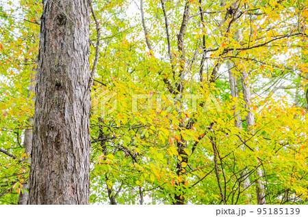 秋の公園　カラマツの幹 95185139