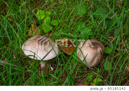 ニセネズミシメジ 95185142