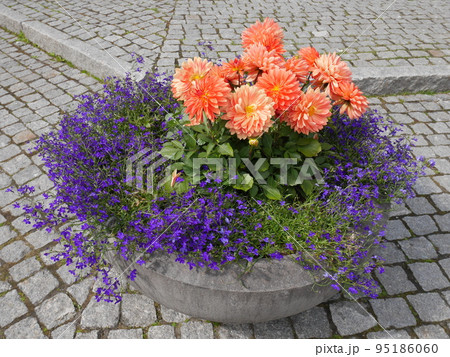 トロムソの町中の花 95186060