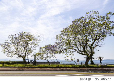 小浜温泉街にある「ジャカランダ通り」のジャガランタの木 95186577