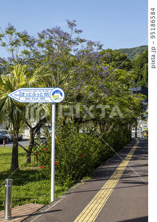 小浜温泉街にある「ジャカランダ通り」のジャガランタの木 小浜温泉街にある「ジャカランダ通り」のジャガランタの木 95186584