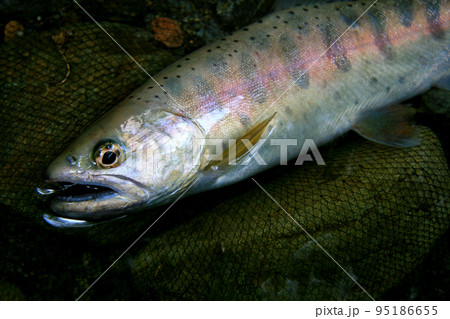 釣ったばかりの生きているヤマメを川原に寝かせて撮った 釣ったばかりの生きているヤマメを川原に寝かせて撮った 95186655