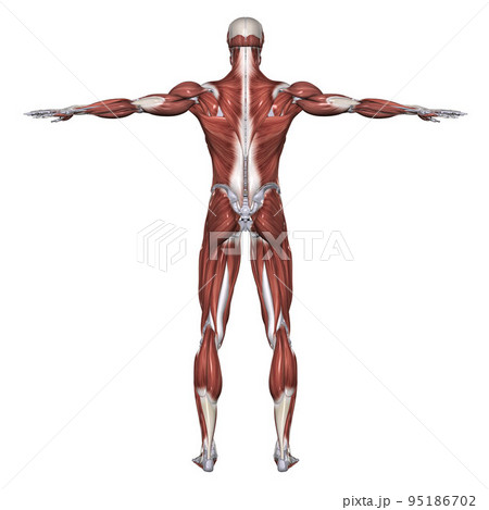 人体の全身筋肉図（背面） 95186702