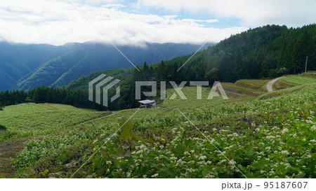 島ヶ峰　蕎麦畑【香川県仲多度郡まんのう町】2022① 95187607