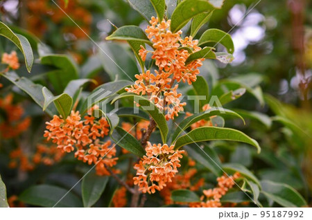 黄色いキンモクセイの花 黄色いキンモクセイの花 95187992