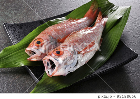 ノドグロ 95188656