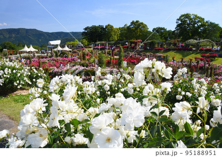 かのやバラ園内の満開の春バラ 95188951