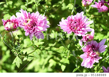 菊（二度咲き菊） 95188989