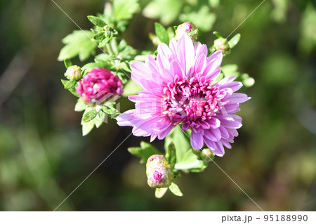 菊（二度咲き菊） 95188990