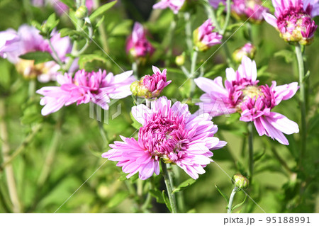 菊（二度咲き菊） 95188991
