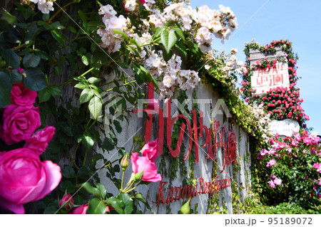 鹿児島県・かのやバラ園の満開の花看板 95189072