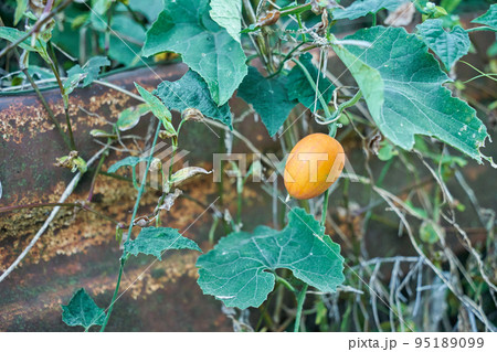 オレンジ色に熟れたカラスウリの実 95189099