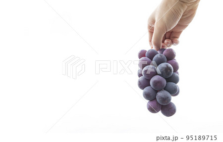 ブドウ狩り 95189715