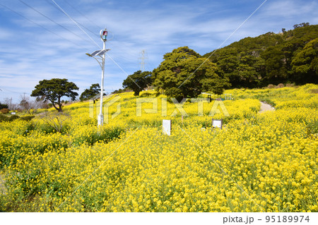 鹿児島県・柳山アグリランドの満開の菜の花畑 95189974